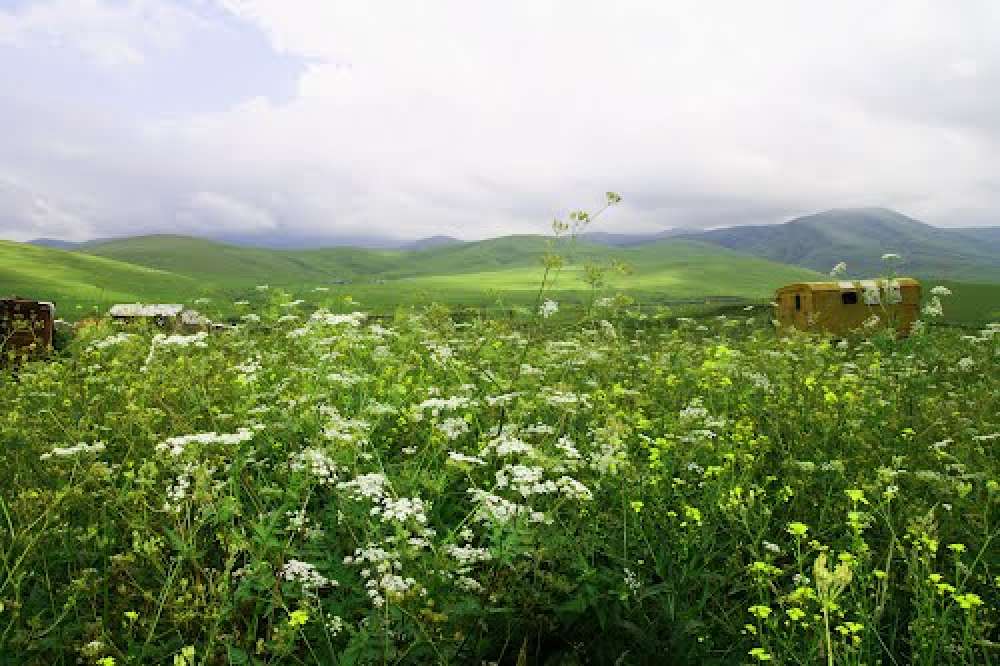 شاملة نفتالان جولة